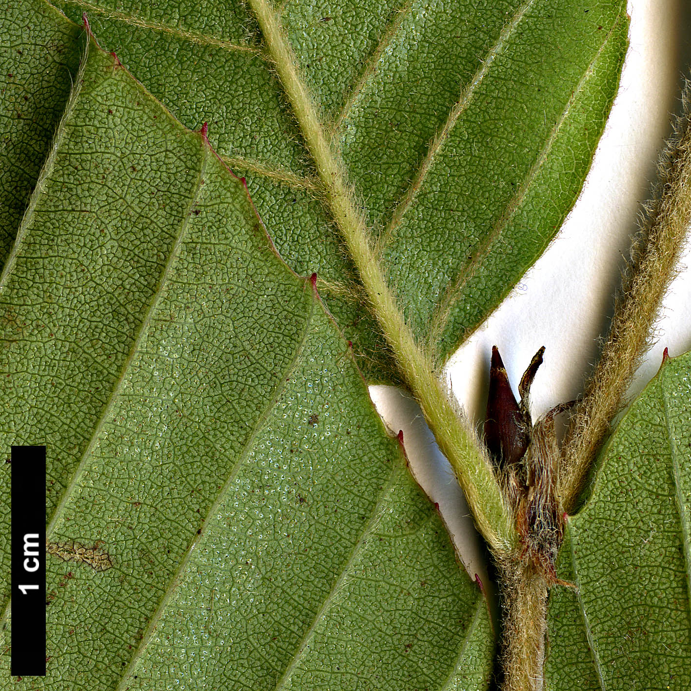 High resolution image: Family: Nothofagaceae - Genus: Nothofagus - Taxon: alessandrii